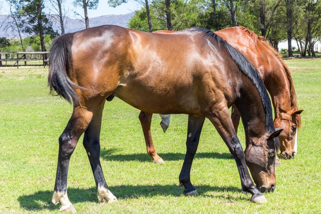 Equine Health Products